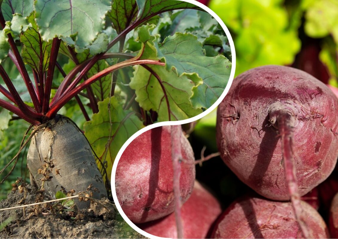 Городники розповіли, як виростити якісний урожай буряків будь-якого сорту