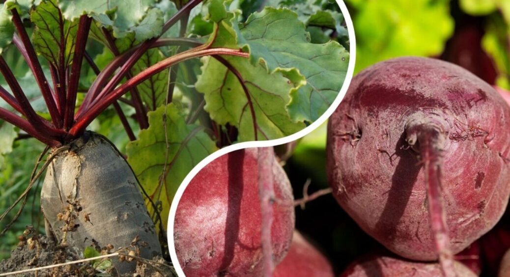 Не пісок і не тирса: ось в чому на Полтавщині зберігають буряк для свіжого врожаю на рік вперед 