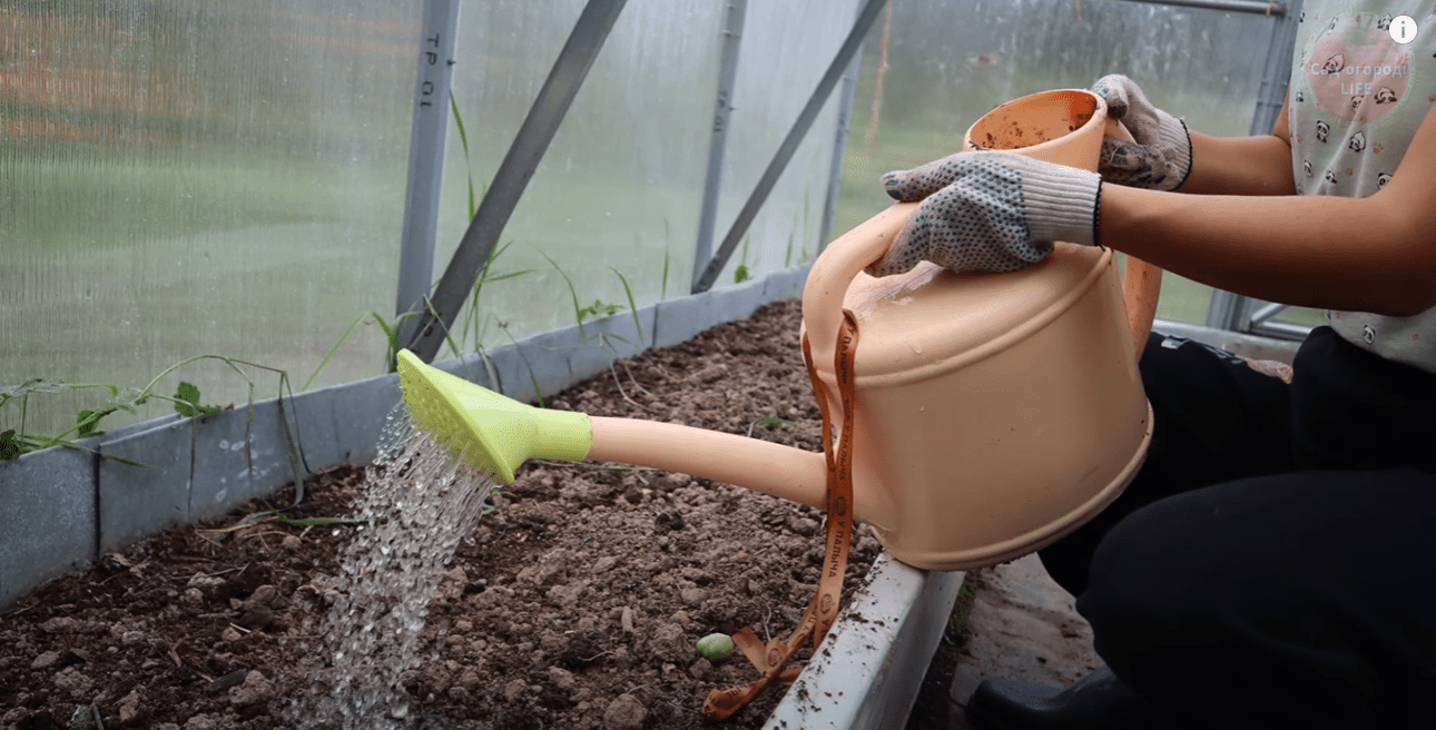 Городники розповіли, що потрібно обов'язково зробити у теплиці восени