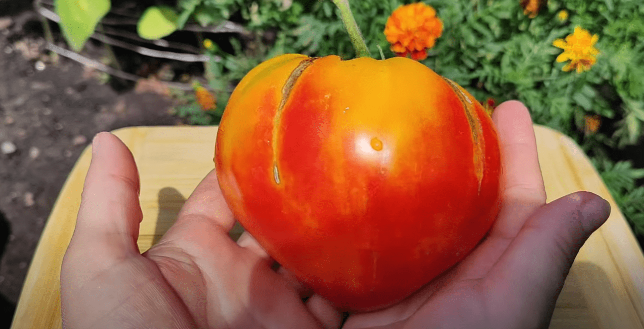 Городниця показала популярні сортові томати в розрізі