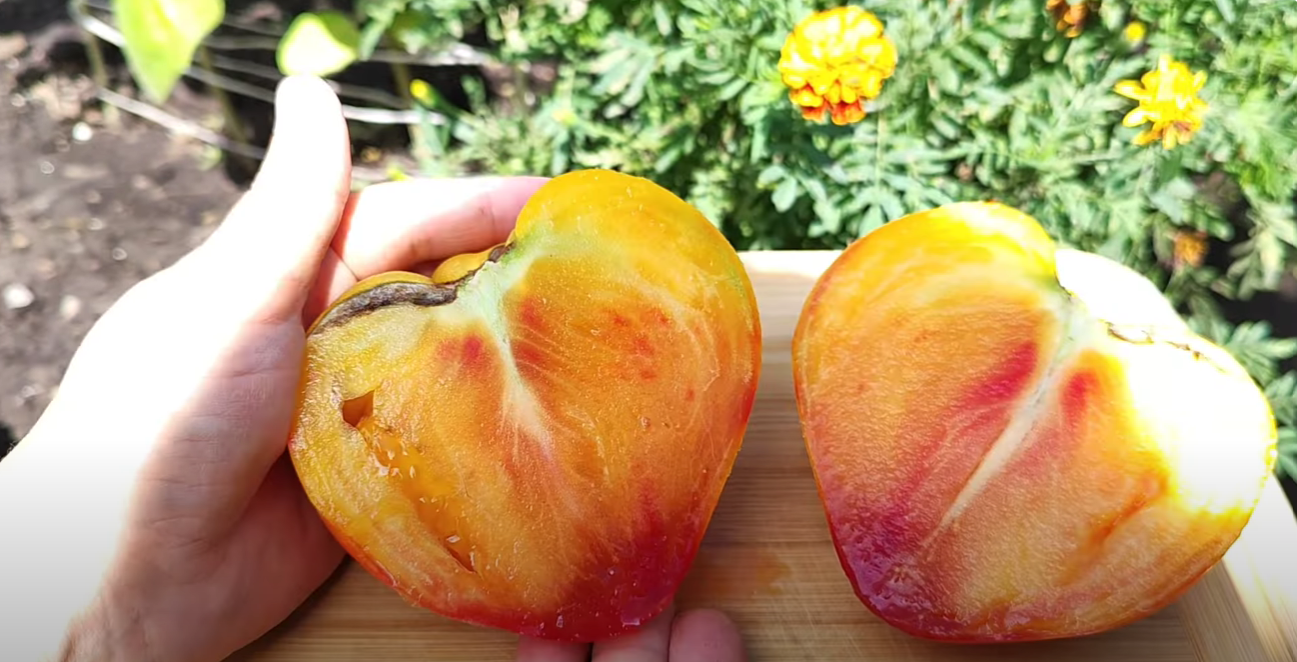 Городниця показала популярні сортові томати в розрізі