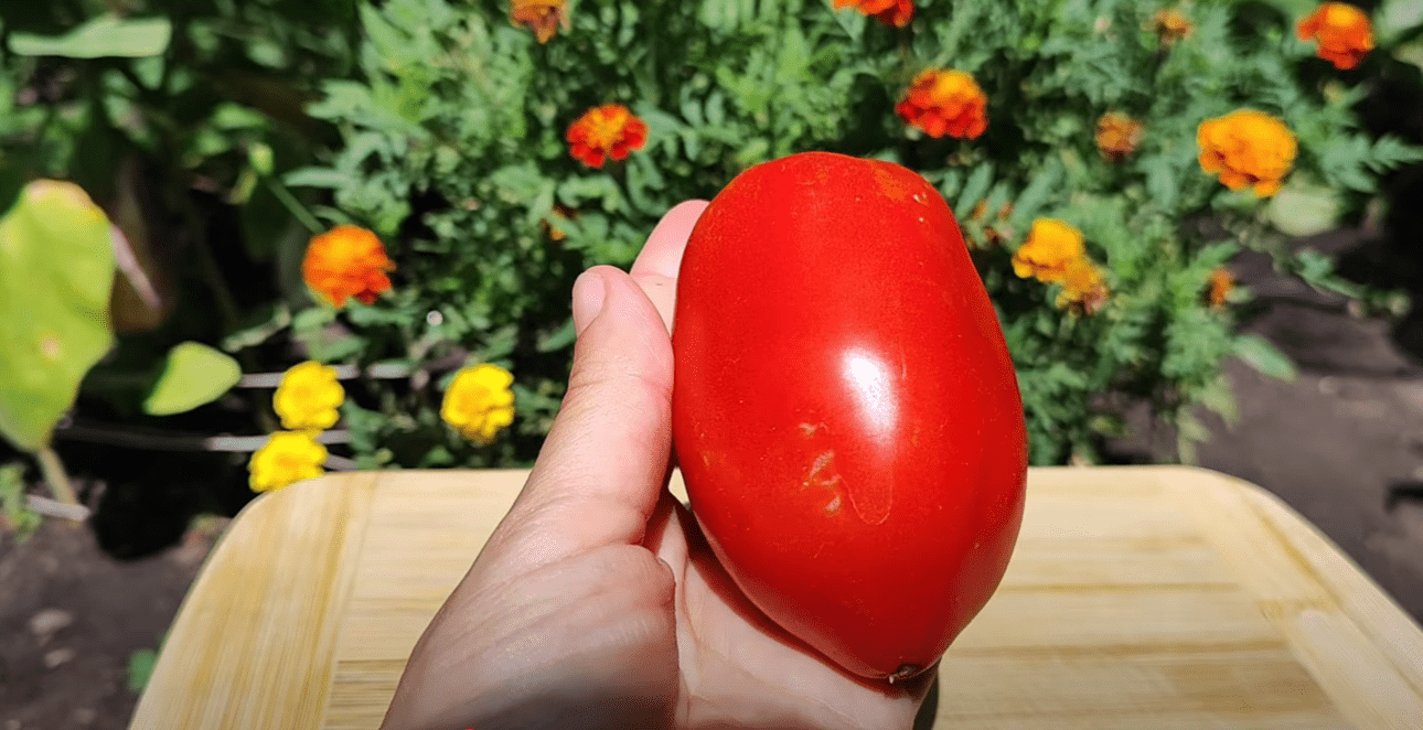 Городниця показала популярні сортові томати в розрізі