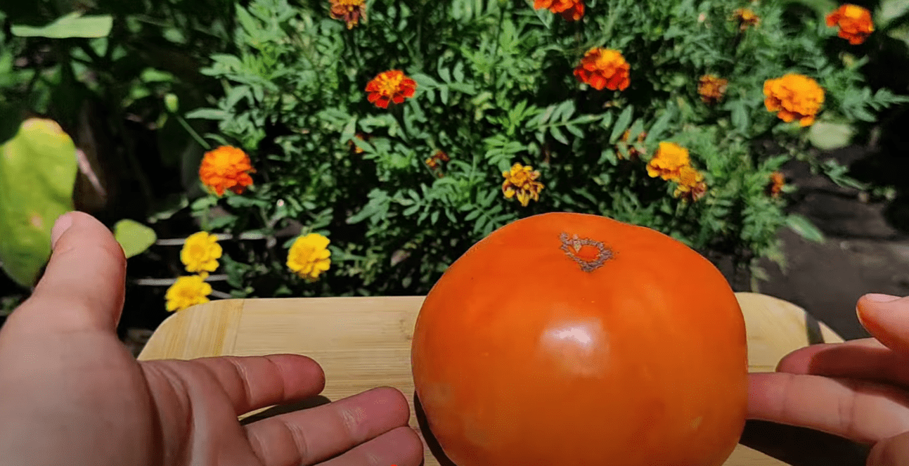 Городниця показала популярні сортові томати в розрізі