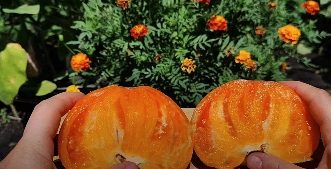 Городниця показала популярні сортові томати в розрізі