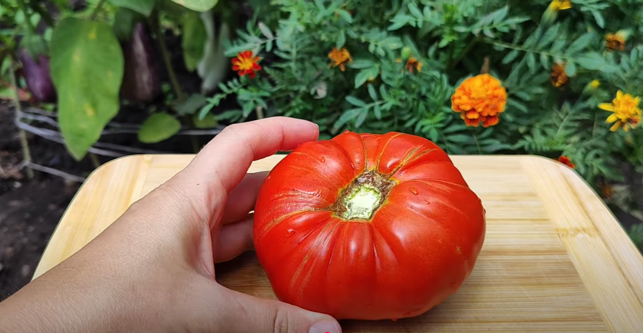 Садівники розповіли, який сорт томатів приносить 130 кг плодів із 10 кущів