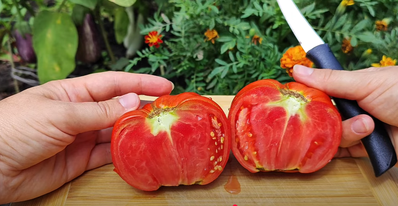 Городниця показала популярні сортові томати в розрізі