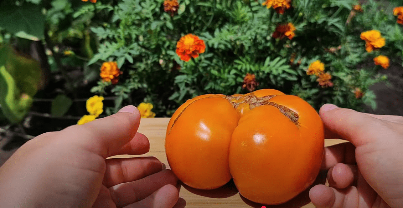 Городниця показала популярні сортові томати в розрізі