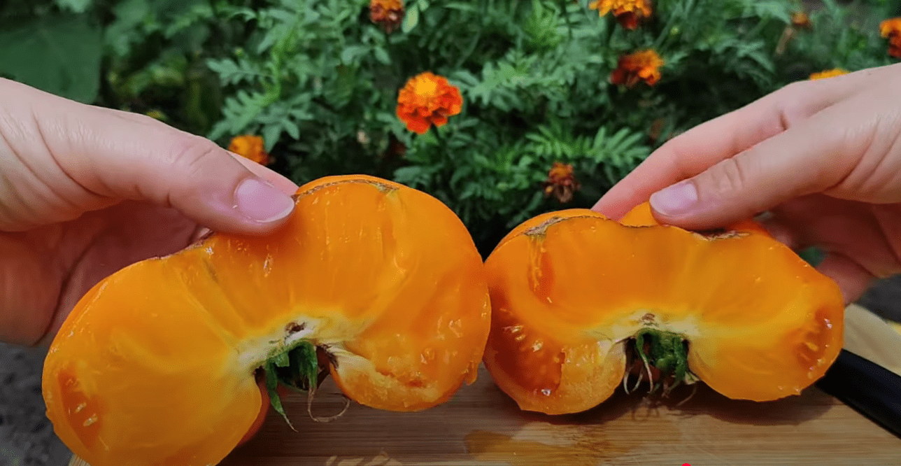 Городниця показала популярні сортові томати в розрізі