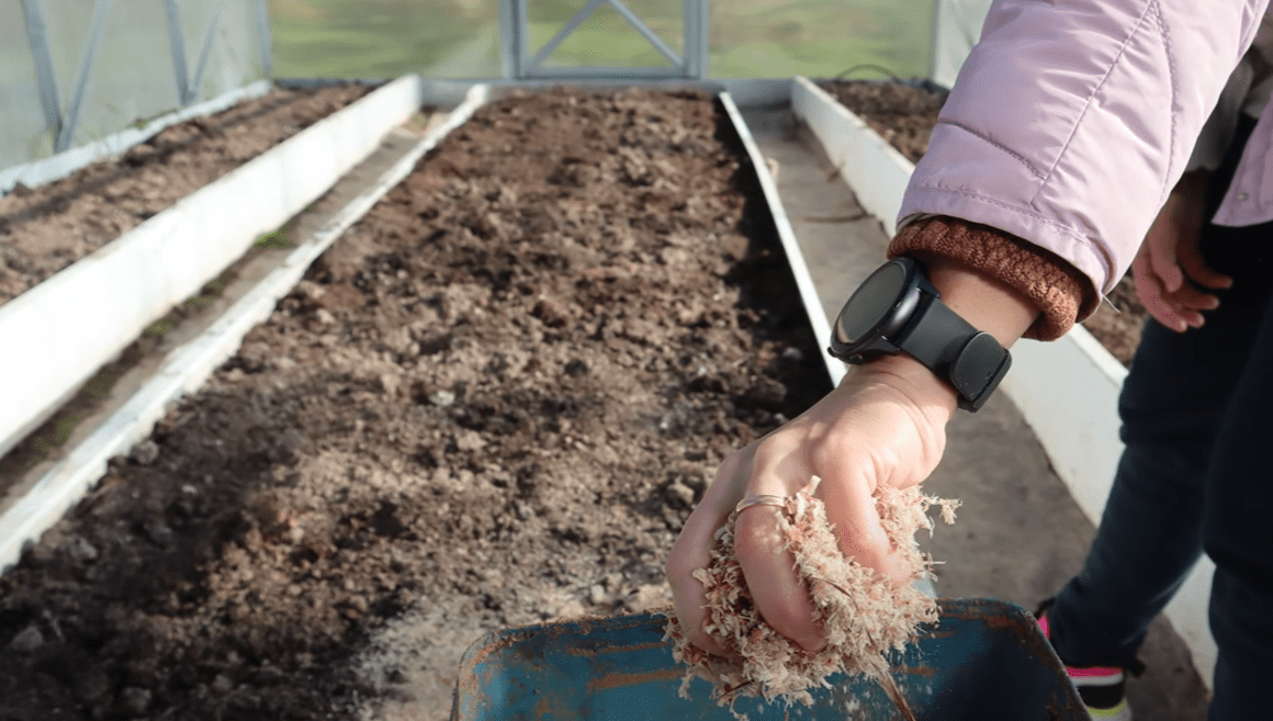 Городники розповіли, як легко відновити родючість землі у теплиці
