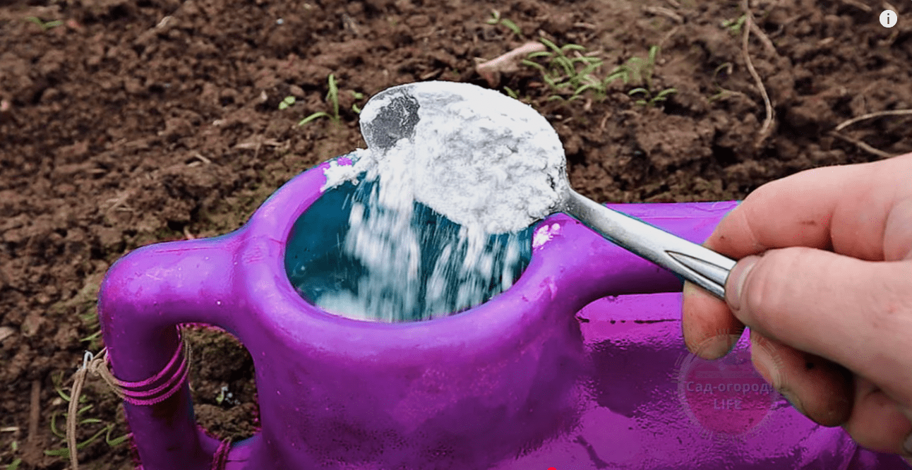 Городники розповіли, чим підживити город восени