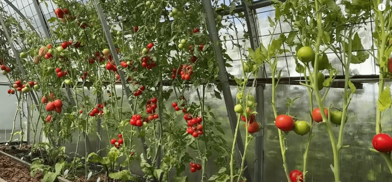 Городники розповіли, що потрібно обов'язково зробити після збору томатів