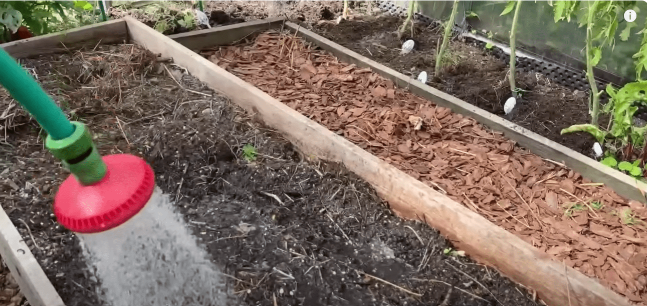 Городники розповіли, що потрібно обов'язково зробити після збору томатів