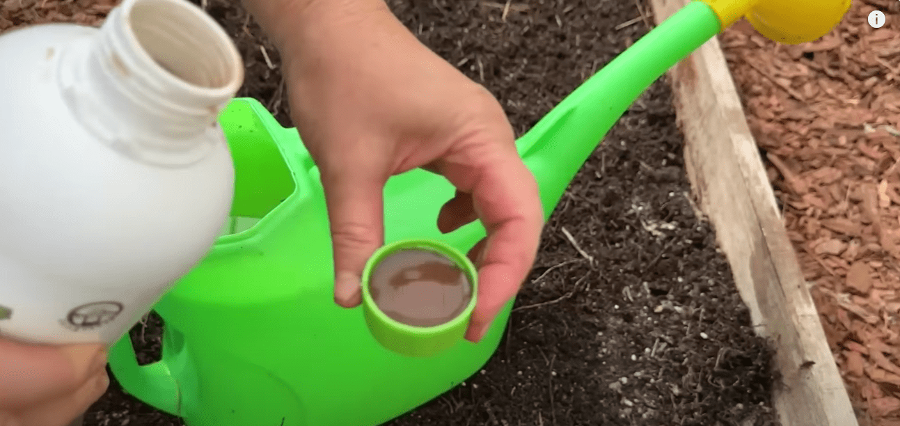 Городники розповіли, що потрібно обов'язково зробити після збору томатів