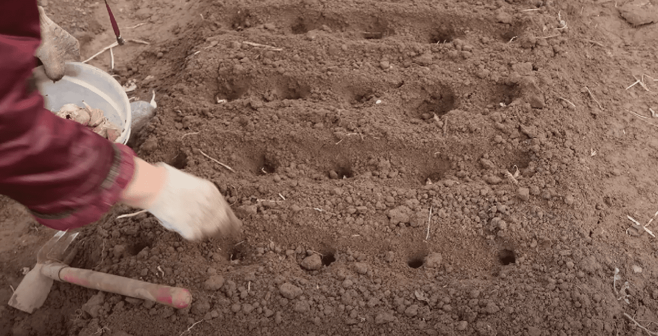 Городники розповіли, коли правильно садити озимий часник