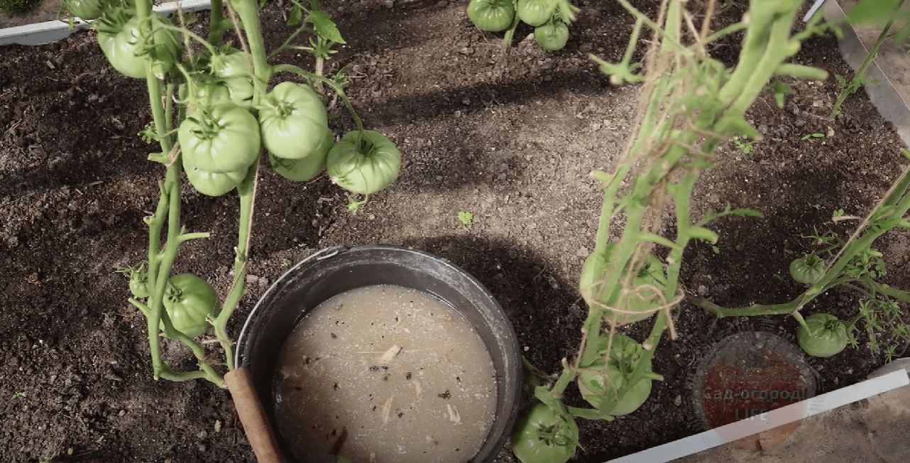 Навіщо потрібно кидати кістки від риби під помідори