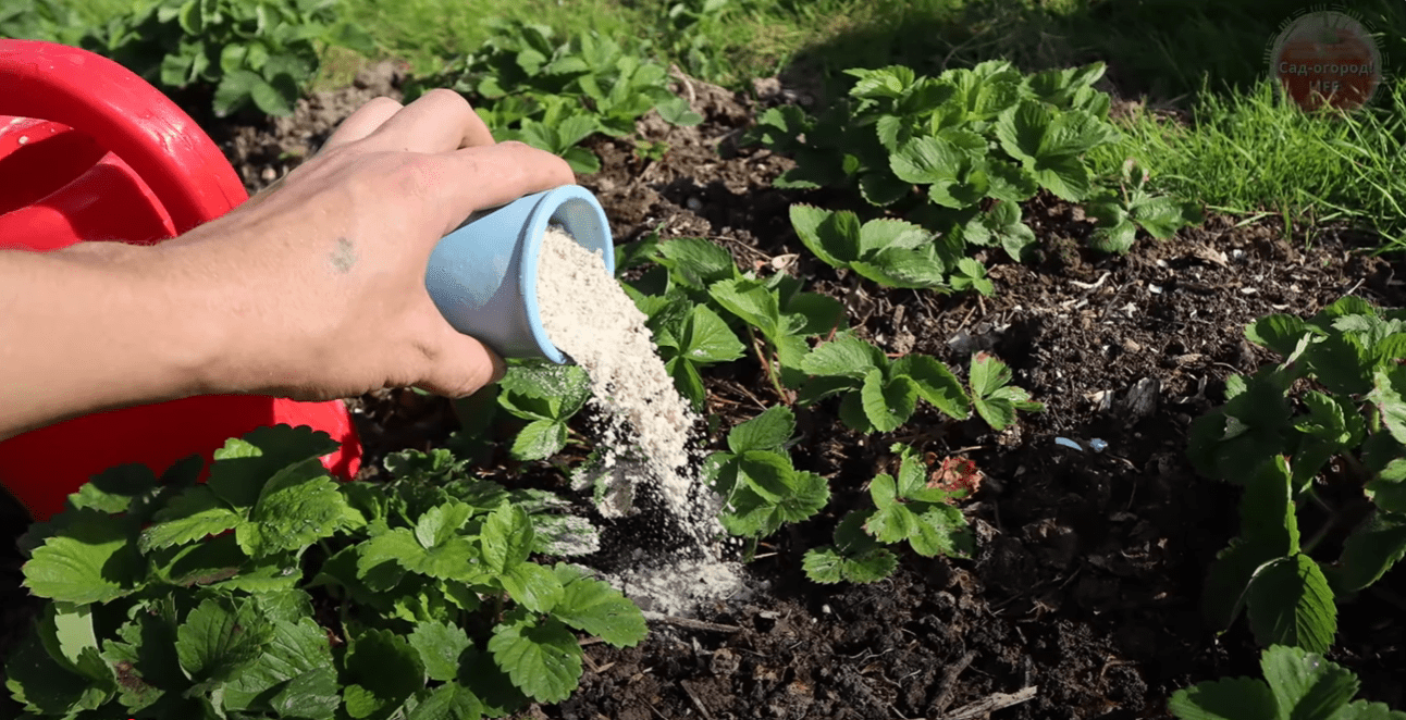 Садівники пояснили, як зробити дуже старий метод поливу озимих восени