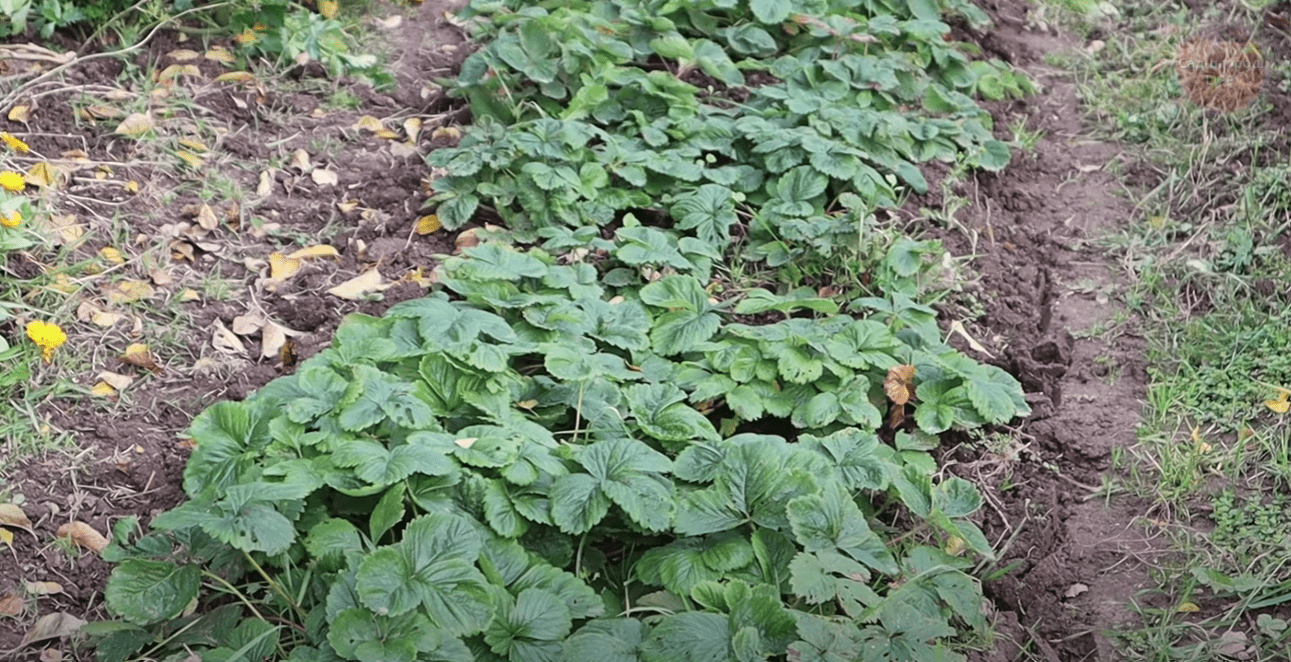 Городники розповіли, що потрібно зробити у вересні та жовтні з полуницею