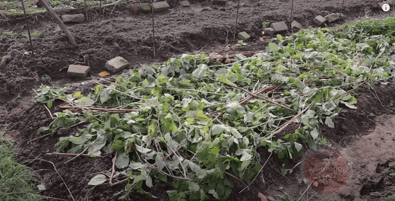 Городники розповіли, навіщо восени розкладати на грядки гілки малини