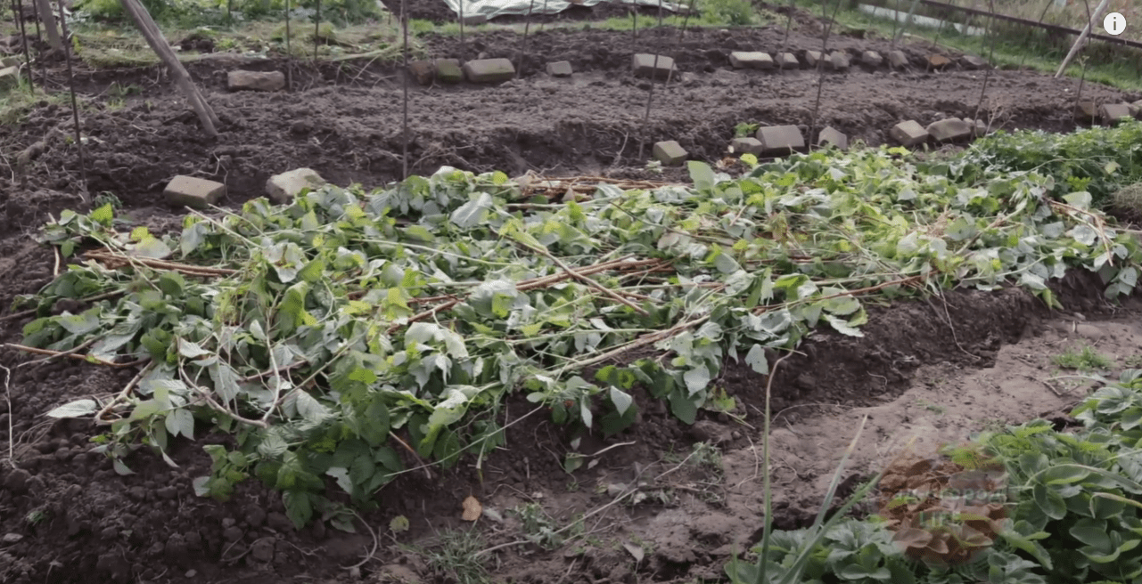 Городники розповіли, навіщо восени розкладати на грядки гілки малини