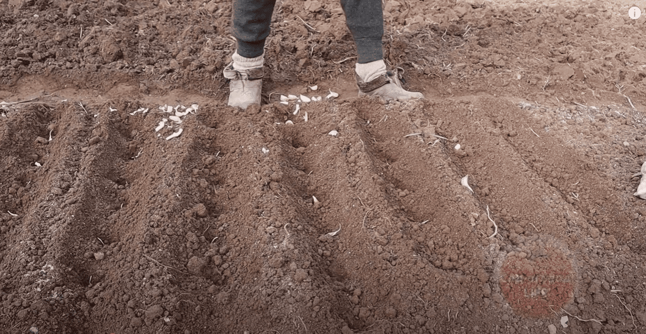 Городники назвали нові дати посадки озимого часнику у 2025 році