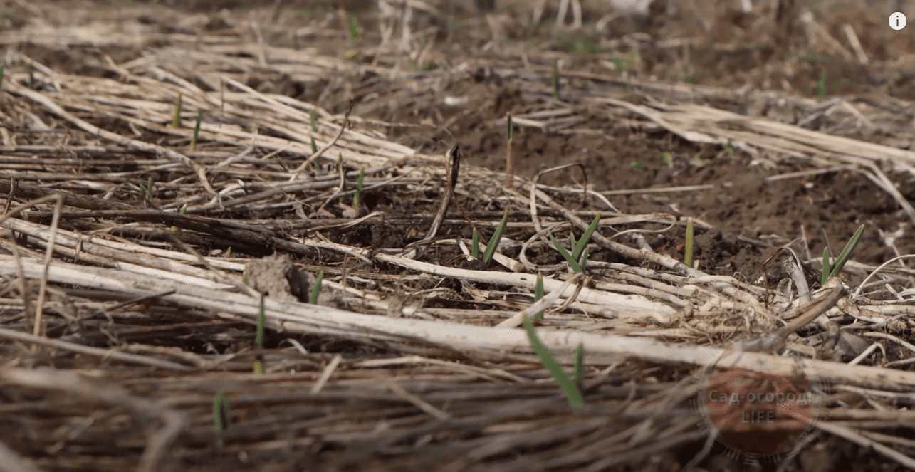 Городники назвали нові дати посадки озимого часнику у 2025 році