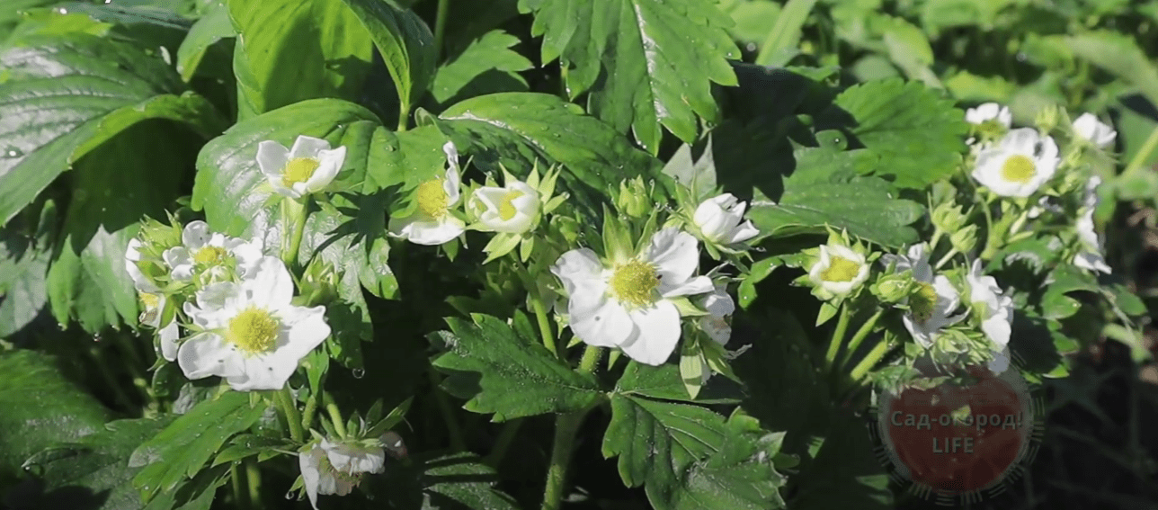 Садівники назвали найкращий сорт полуниці у 2025 році