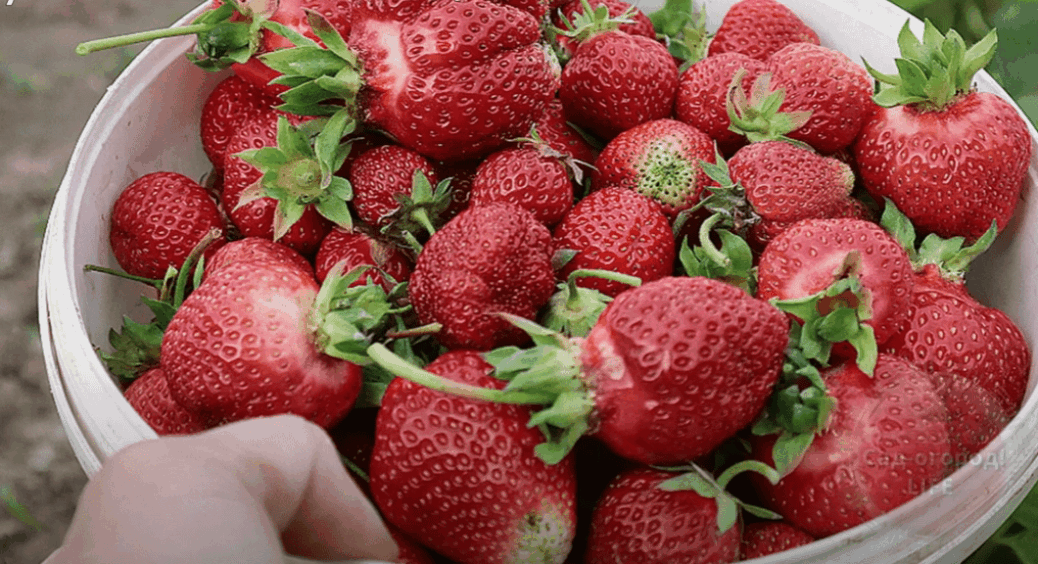 Не садіть це після полуниці ні в якому разі: урожаю не буде – на Одещині всі знають цей секрет 