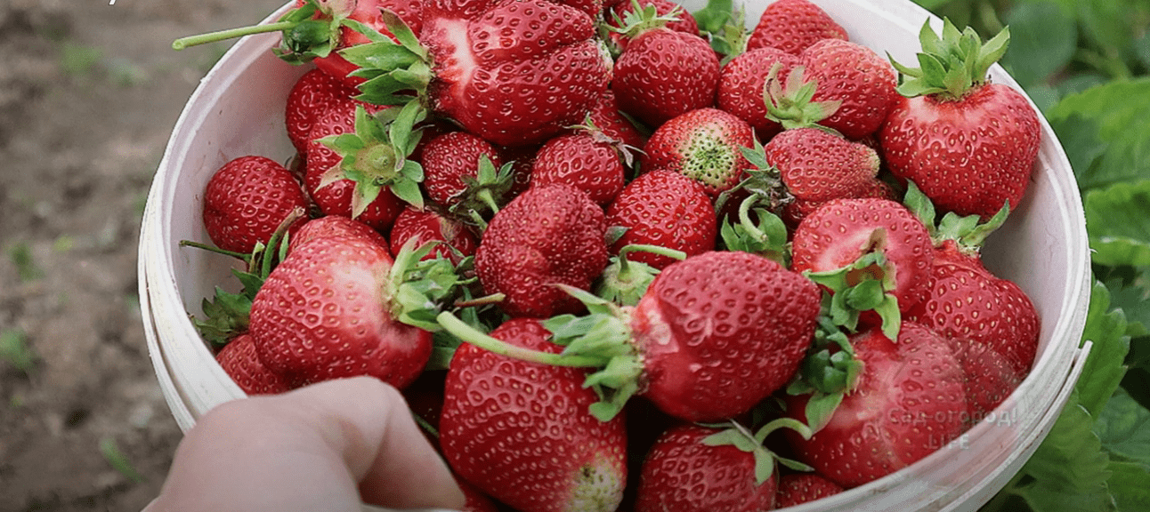 Городник розповів, які культури не можна висаджувати після полуниці