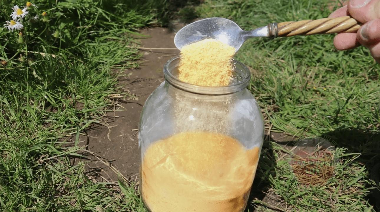 Садівники пояснили, чому у жовтні важливо обробити дерева та кущі від грибків