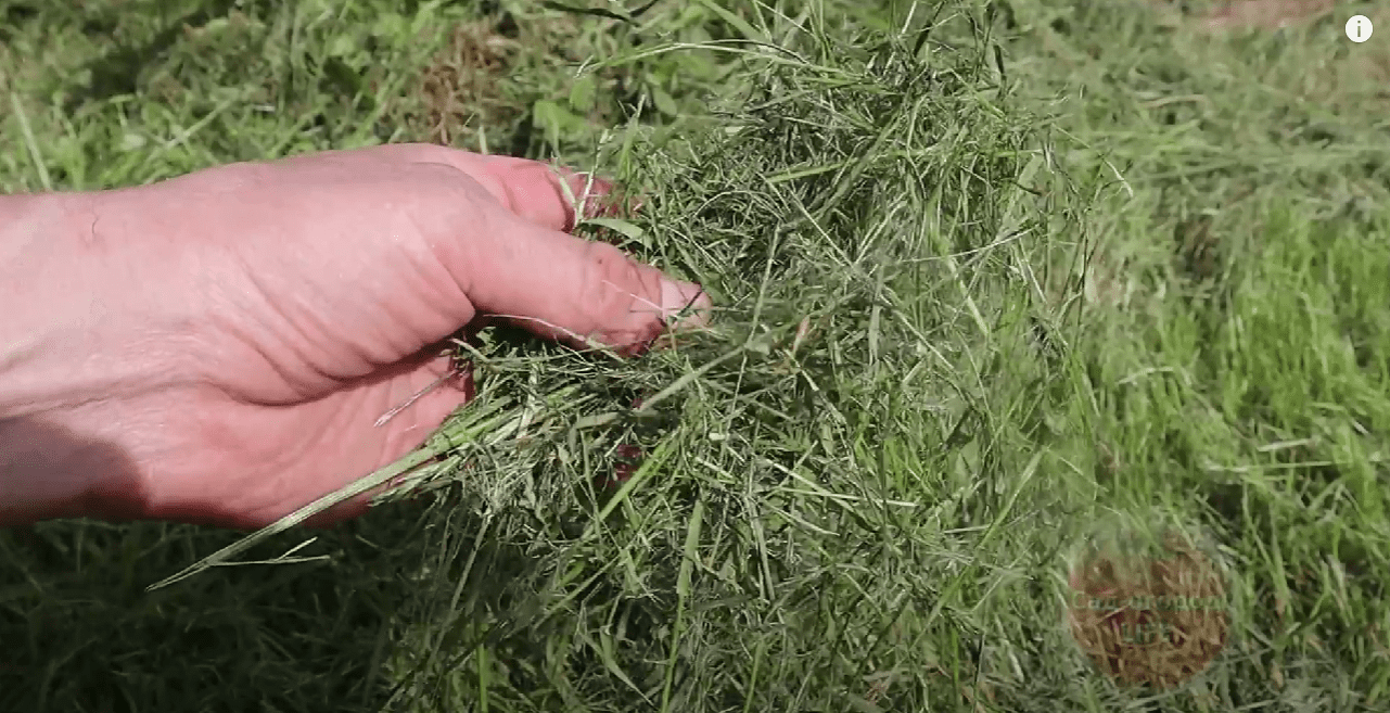 Городники назвали найкраще безкоштовне добриво 2025 року