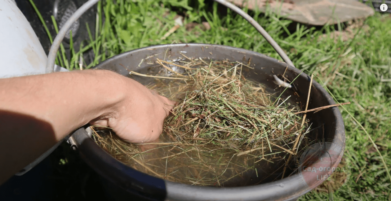 Городники назвали найкраще безкоштовне добриво 2025 року