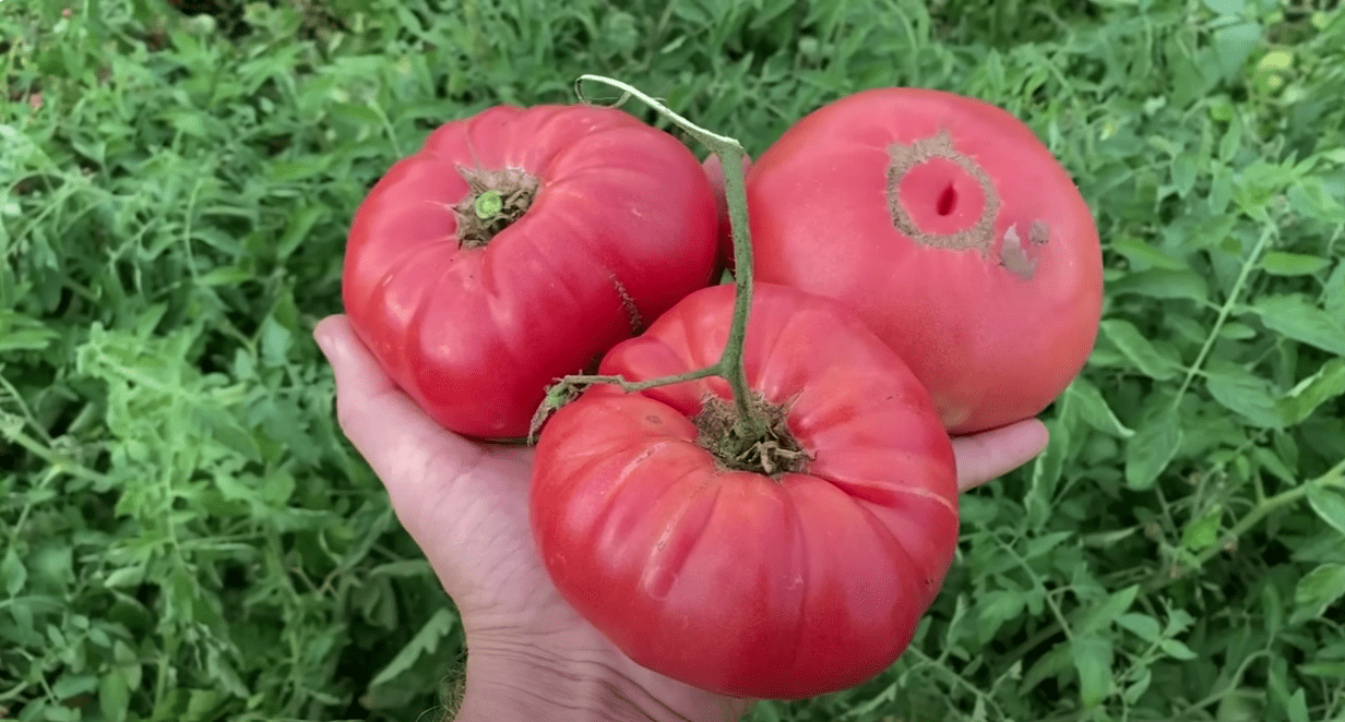 Городники назвали найкращі сорти великих томатів 2025 року