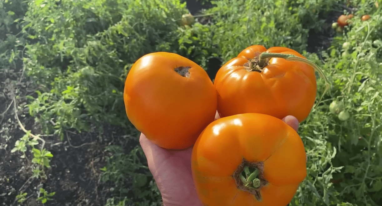 Експерт розповів, як стимулювати дозрівання томатів