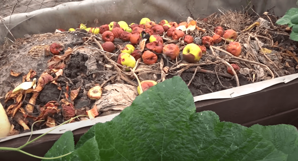 Городниця розповіла, як прискорити дозрівання осіннього компосту у 3 рази