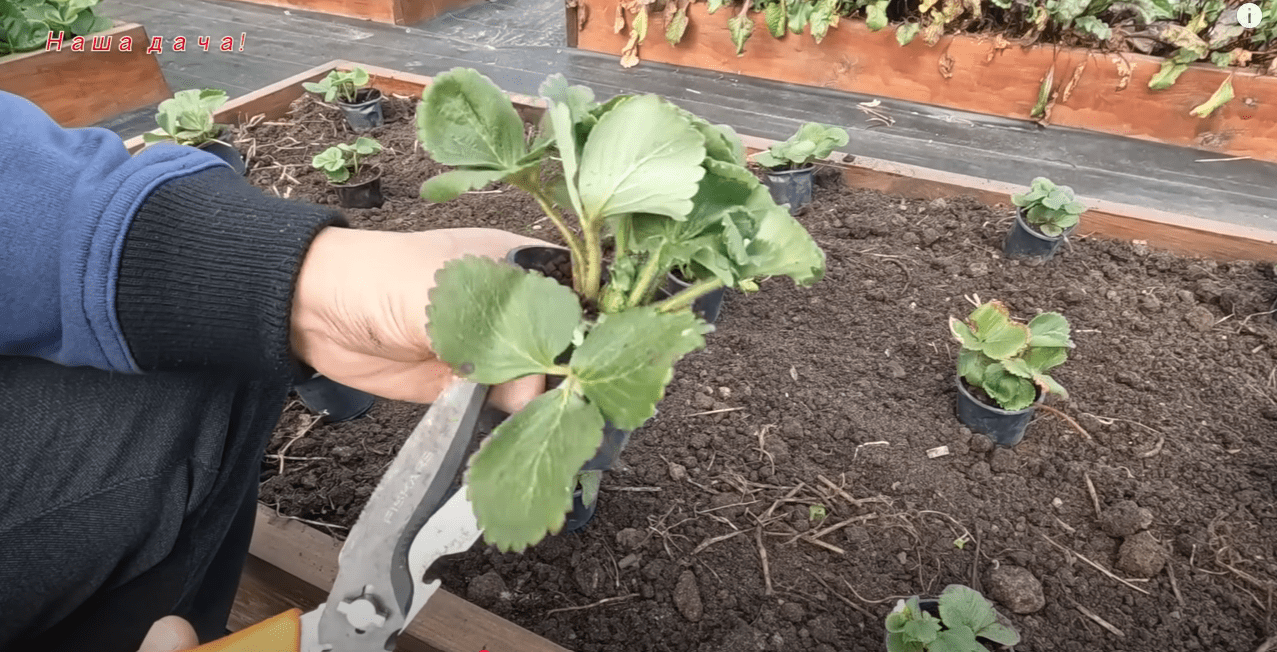 Городники розкрили 3 основні секрети осінньої посадки полуниці