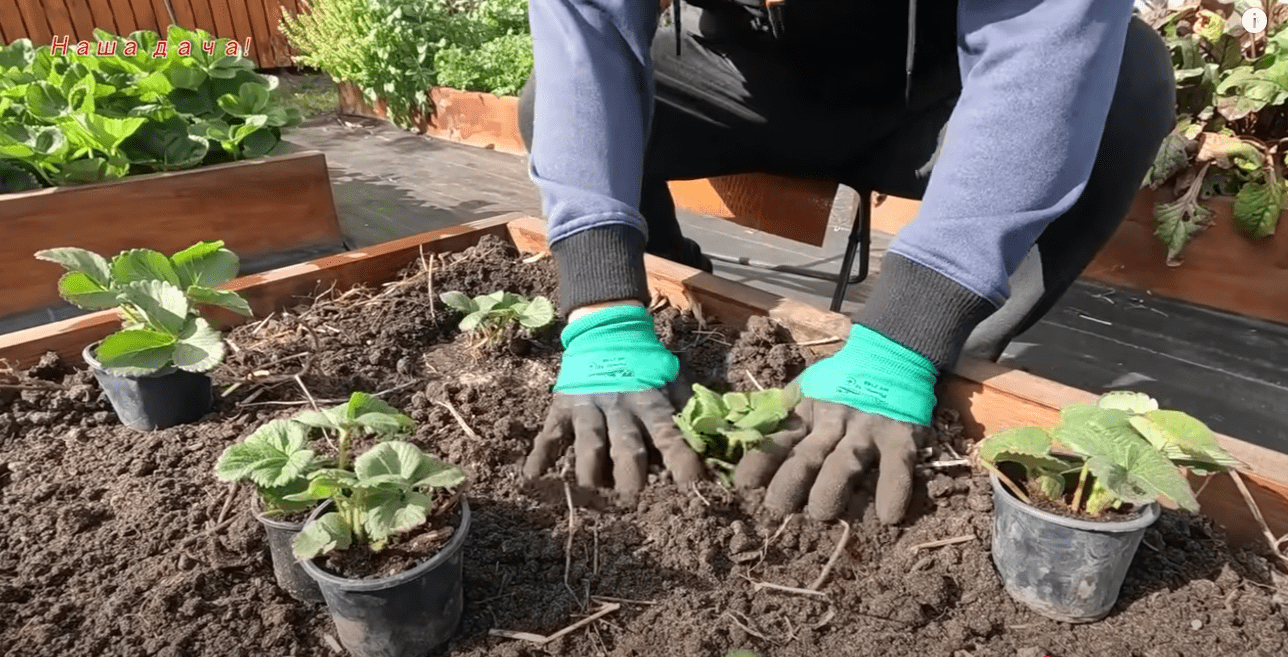 Агрономи розповіли, що не можна садити біля полуниці в жодному разі