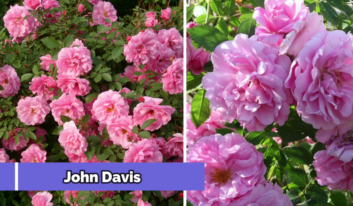 Городники назвали сорти троянд, які витримують будь-які морози