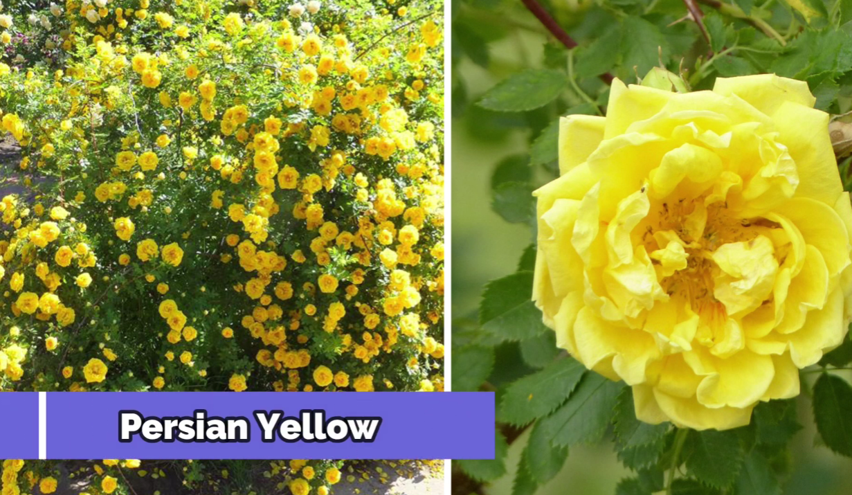 Городники назвали сорти троянд, які витримують будь-які морози