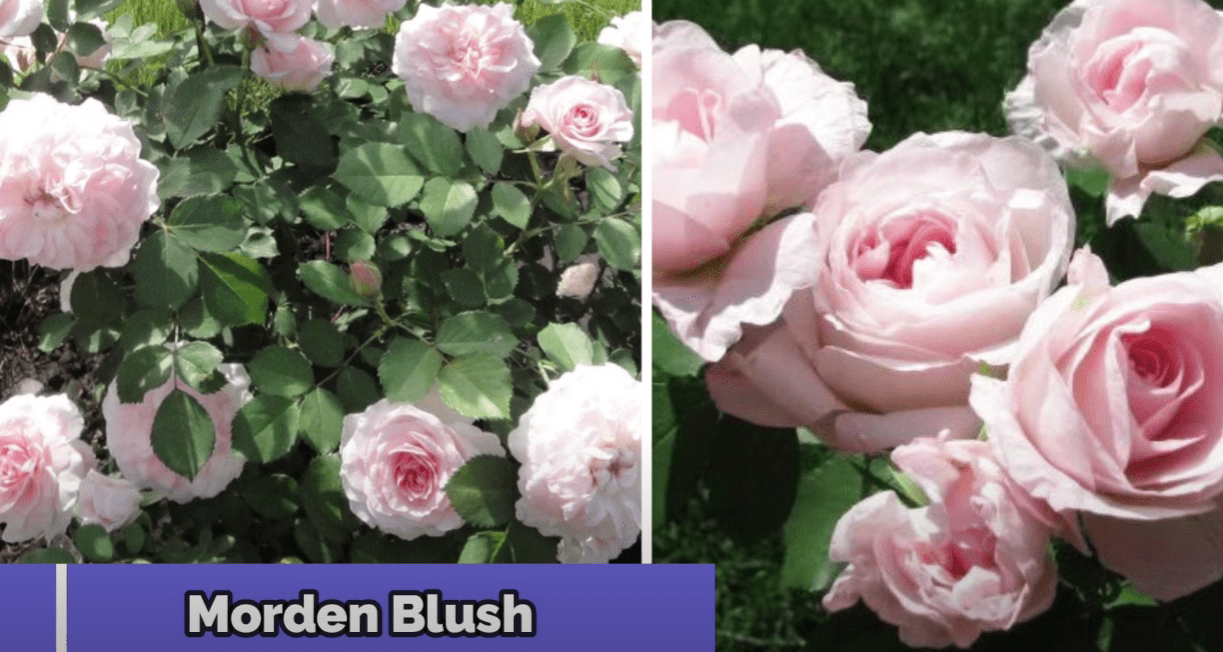 Городники назвали сорти троянд, які витримують будь-які морози