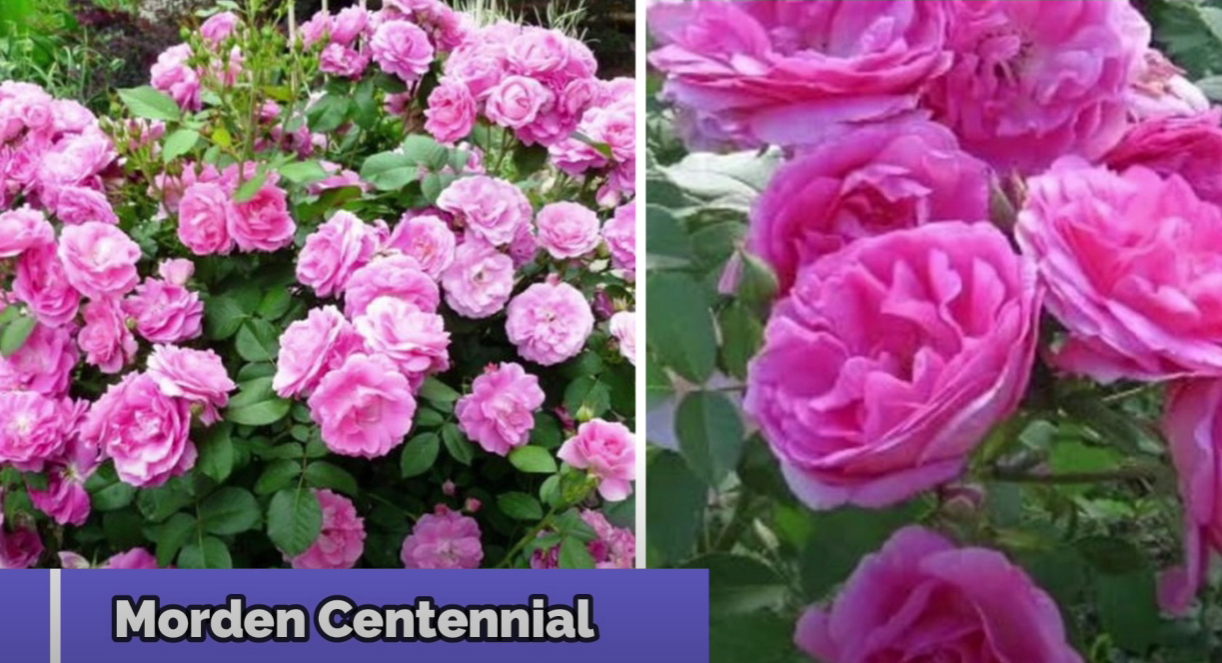 Городники назвали сорти троянд, які витримують будь-які морози