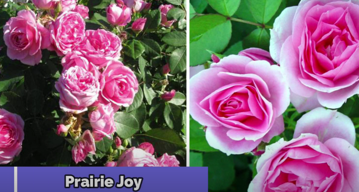 Городники назвали сорти троянд, які витримують будь-які морози