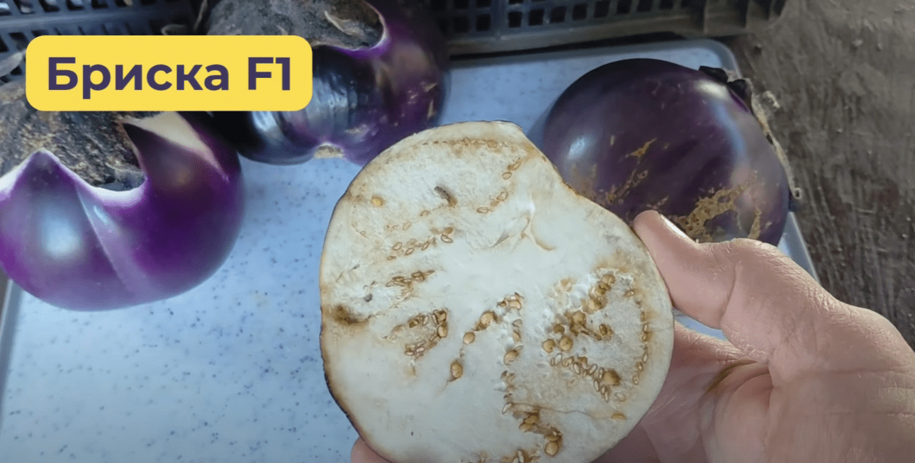 Городники назвали найкращі сорти баклажанів 2025 року