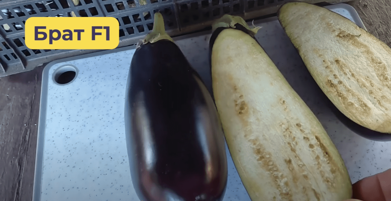 Городники назвали найкращі сорти баклажанів 2025 року