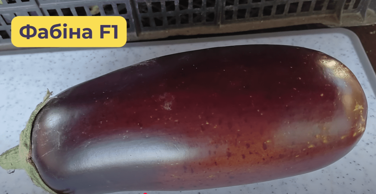 Городники назвали найкращі сорти баклажанів 2025 року