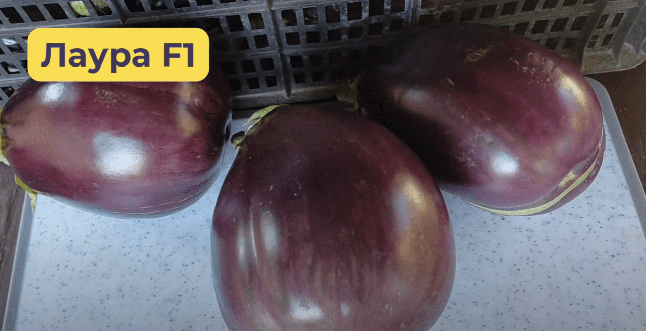 Городники назвали найкращі сорти баклажанів 2025 року