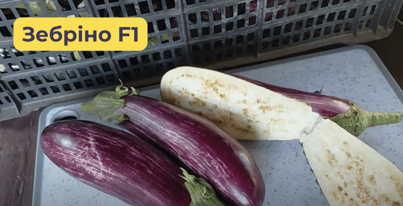 Городники назвали найкращі сорти баклажанів 2025 року