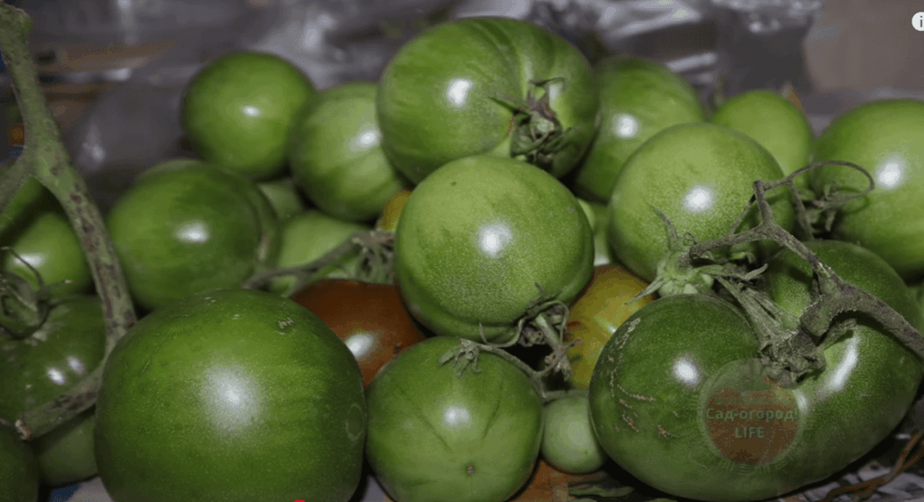Куди покласти помідори, щоб вони дозріли швидко? 2-3 дні, і купа зелених томатів у румʼянці 