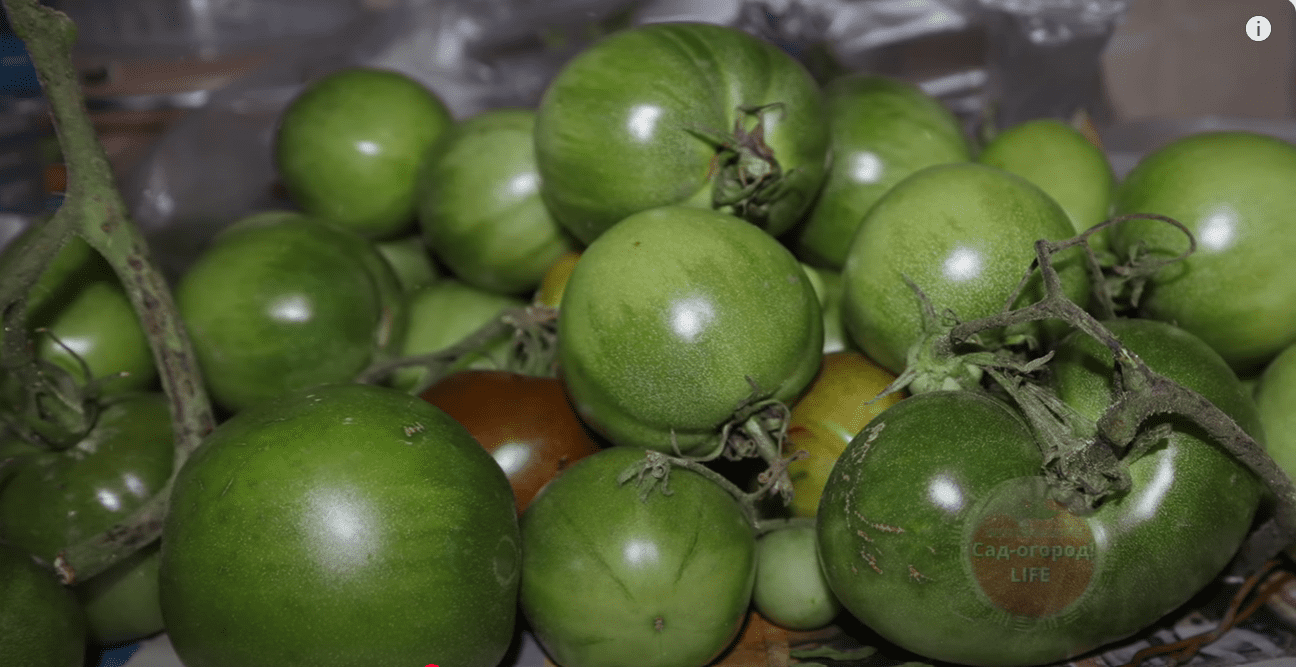 Городники розповіли, що зробити з недозрілими зеленими помідорами