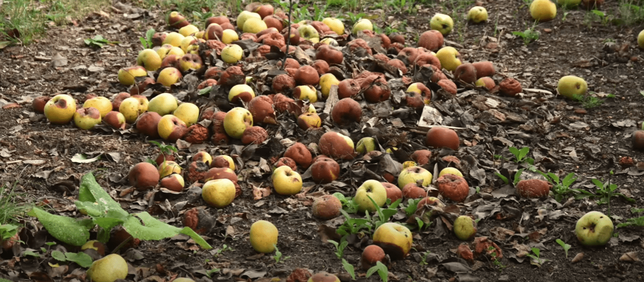 Городники розповіли, що зробити із гнилими яблуками в саду