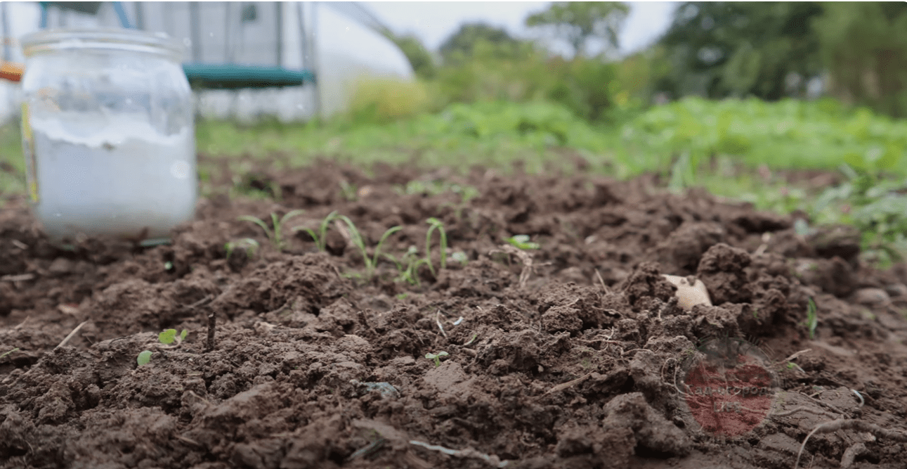 Як покращити якість ґрунту без гною Як покращити якість ґрунту без гною